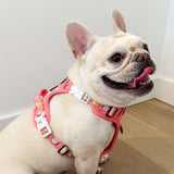 Exploration Lite No-Pull Dog Harness - Cheese