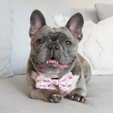 Ultimate Collar Bundle Set - Patisserie (4-Piece) (Final Sale)