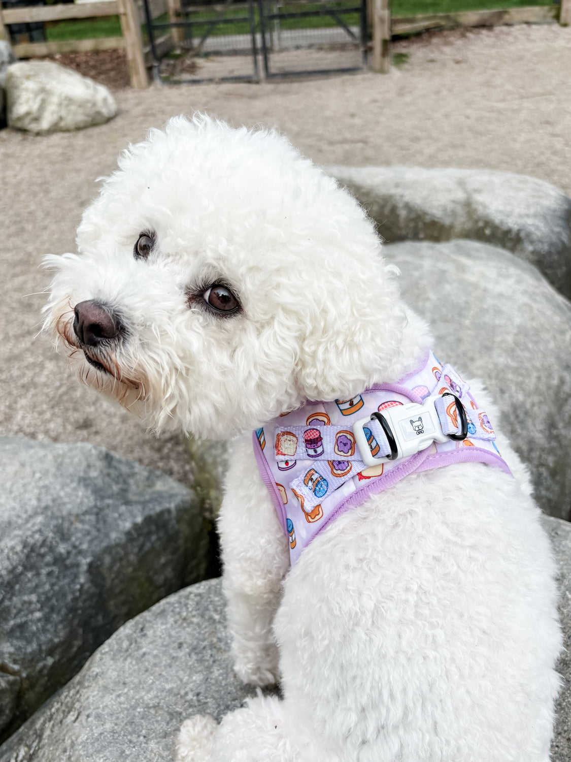 Essential Step-In Harness Walk Set - Peanut Butter Jelly (3-Piece)