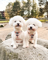 Essential Step-In Harness Walk Set - Potato (3-Piece)