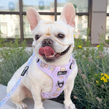 Exploration No-Pull (Step-In) Dog Harness - Gummy Bear