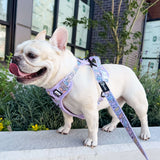 Exploration No-Pull (Step-In) Dog Harness - Gummy Bear