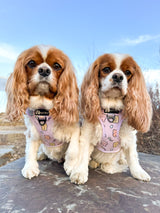 Essential Adjustable Harness Walk Set - Gummy Bear (3-Piece)