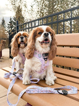 Ultimate Harness Bundle Set - Gummy Bear (Adjustable)