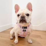 Essential Step-In Harness Walk Set - Gummy Bear (3-Piece)