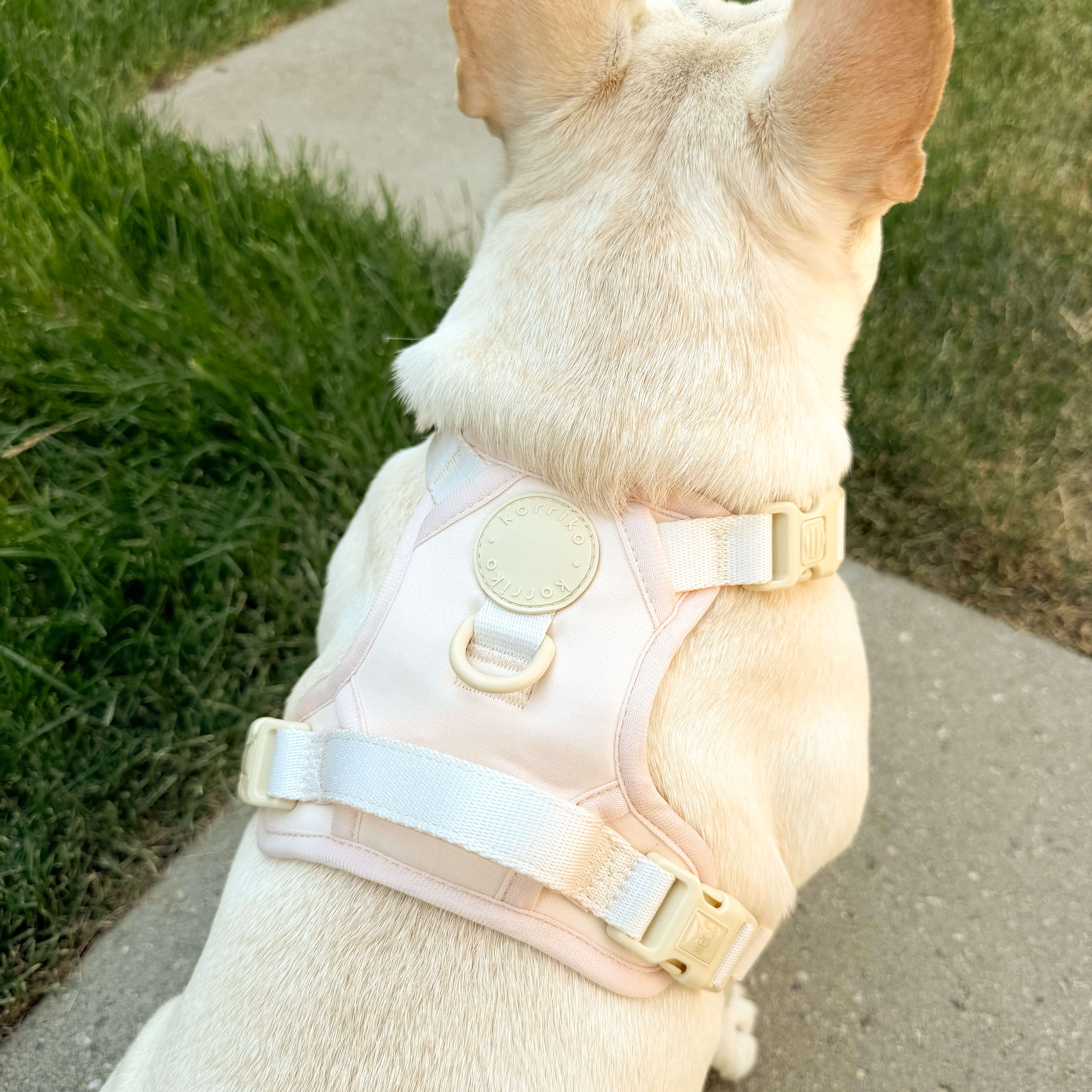 Exploration No-Pull (Step-In) Dog Harness -  Peaches & Cream (Final Sale)
