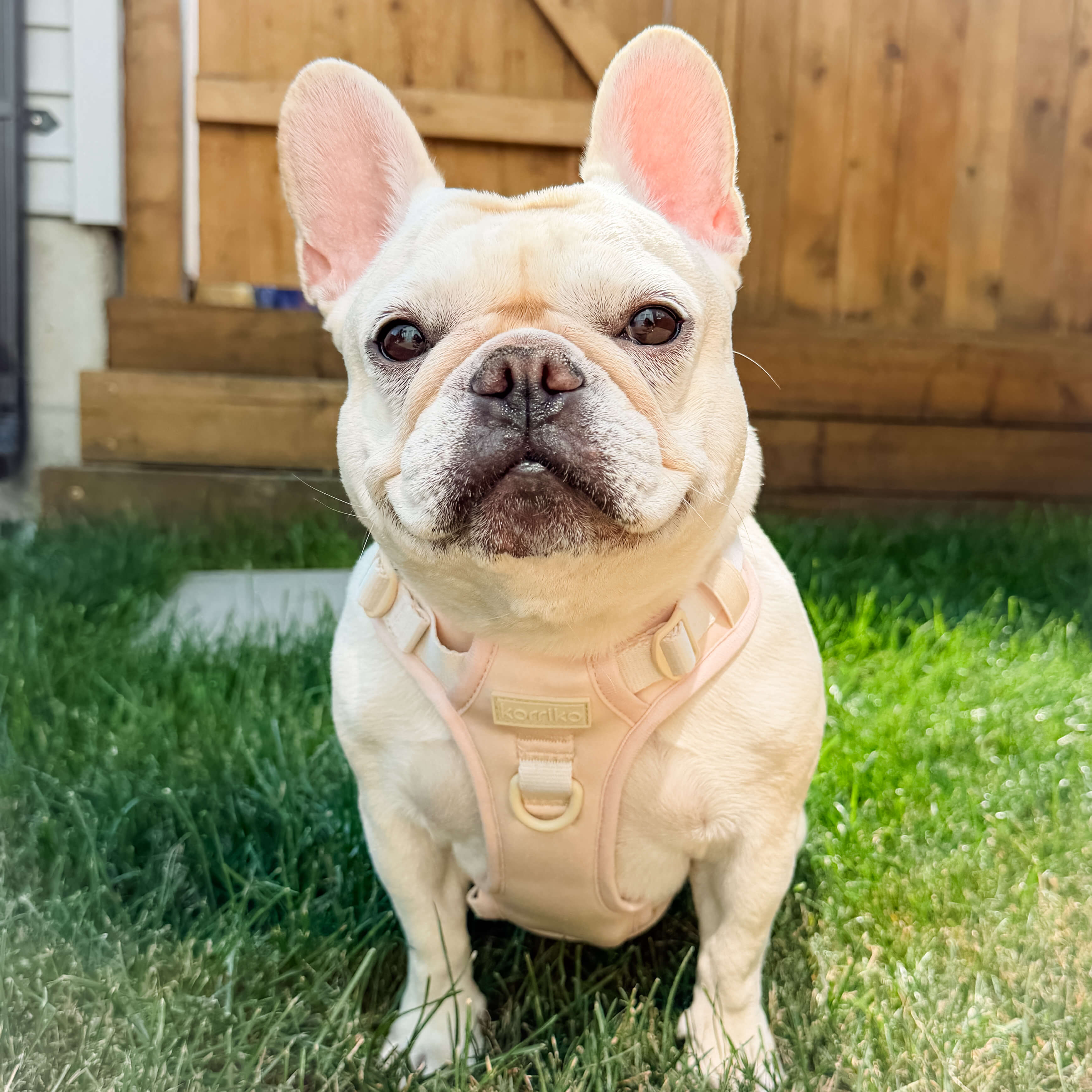 Exploration No-Pull (Step-In) Dog Harness -  Peaches & Cream (Final Sale)