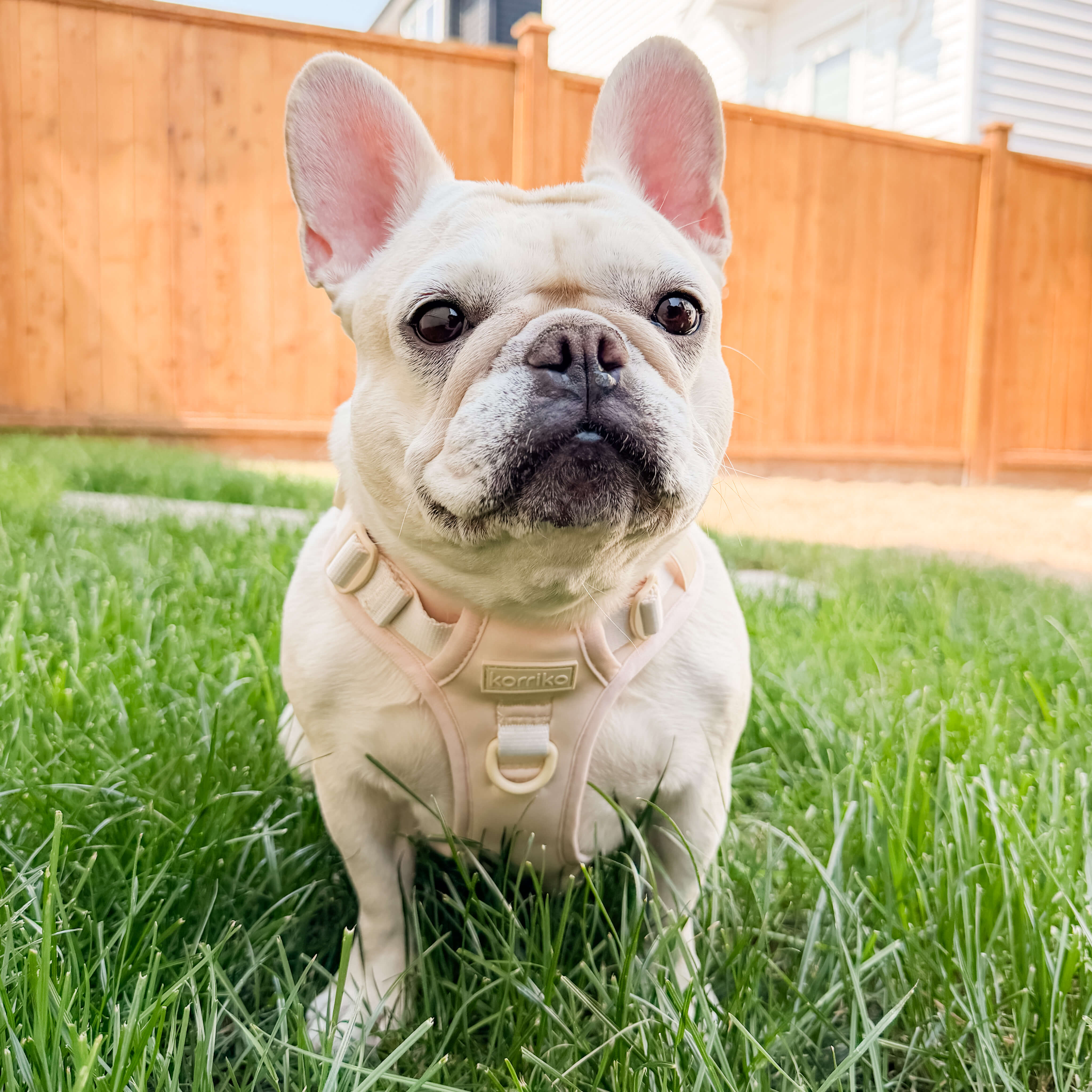 Exploration No-Pull (Step-In) Dog Harness -  Peaches & Cream (Final Sale)
