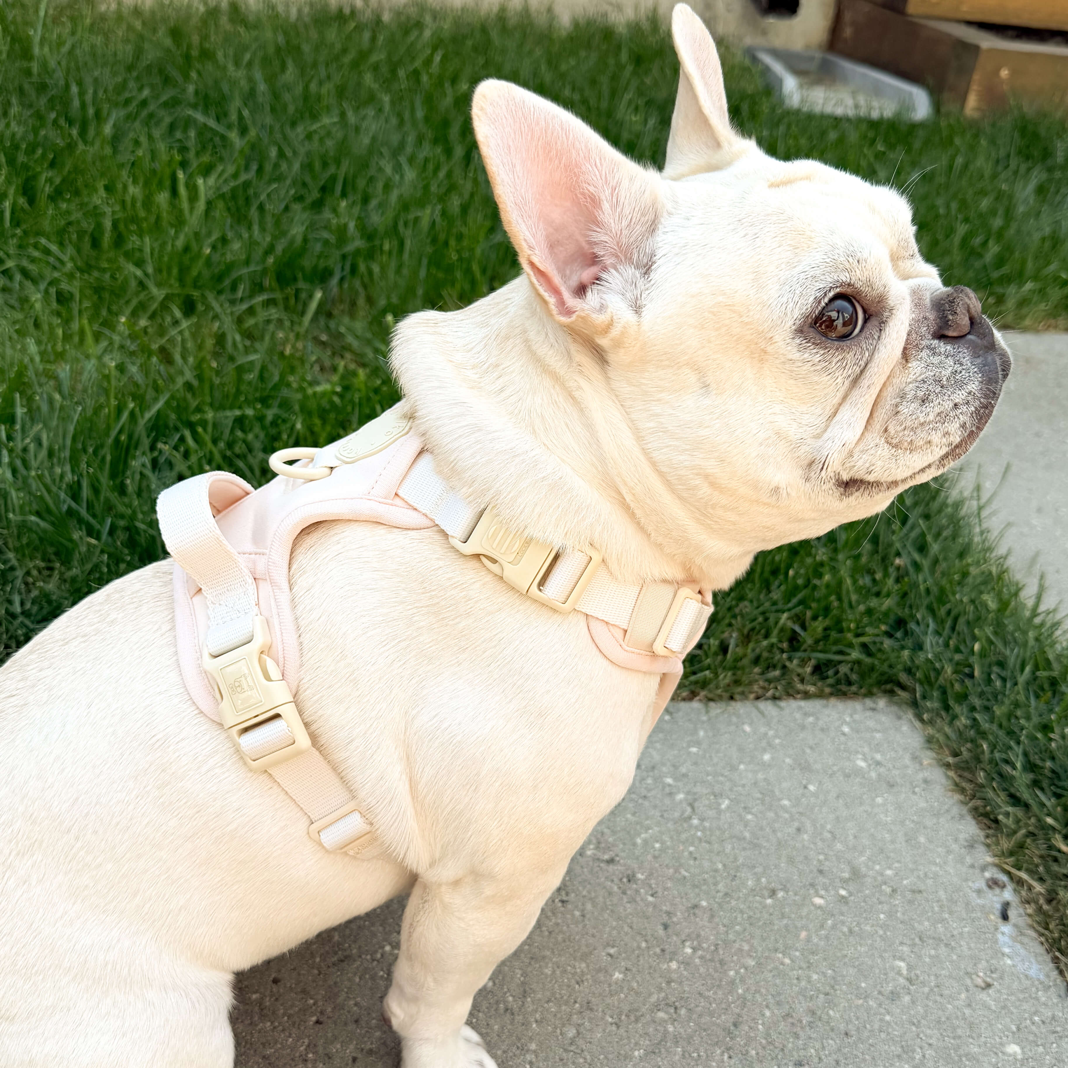 Exploration No-Pull (Step-In) Dog Harness -  Peaches & Cream (Final Sale)