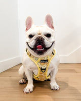 Essential Exploration No-Pull Harness Walk Set - Lemonade (3-Piece)