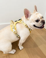 Essential Exploration No-Pull Harness Walk Set - Lemonade (3-Piece)