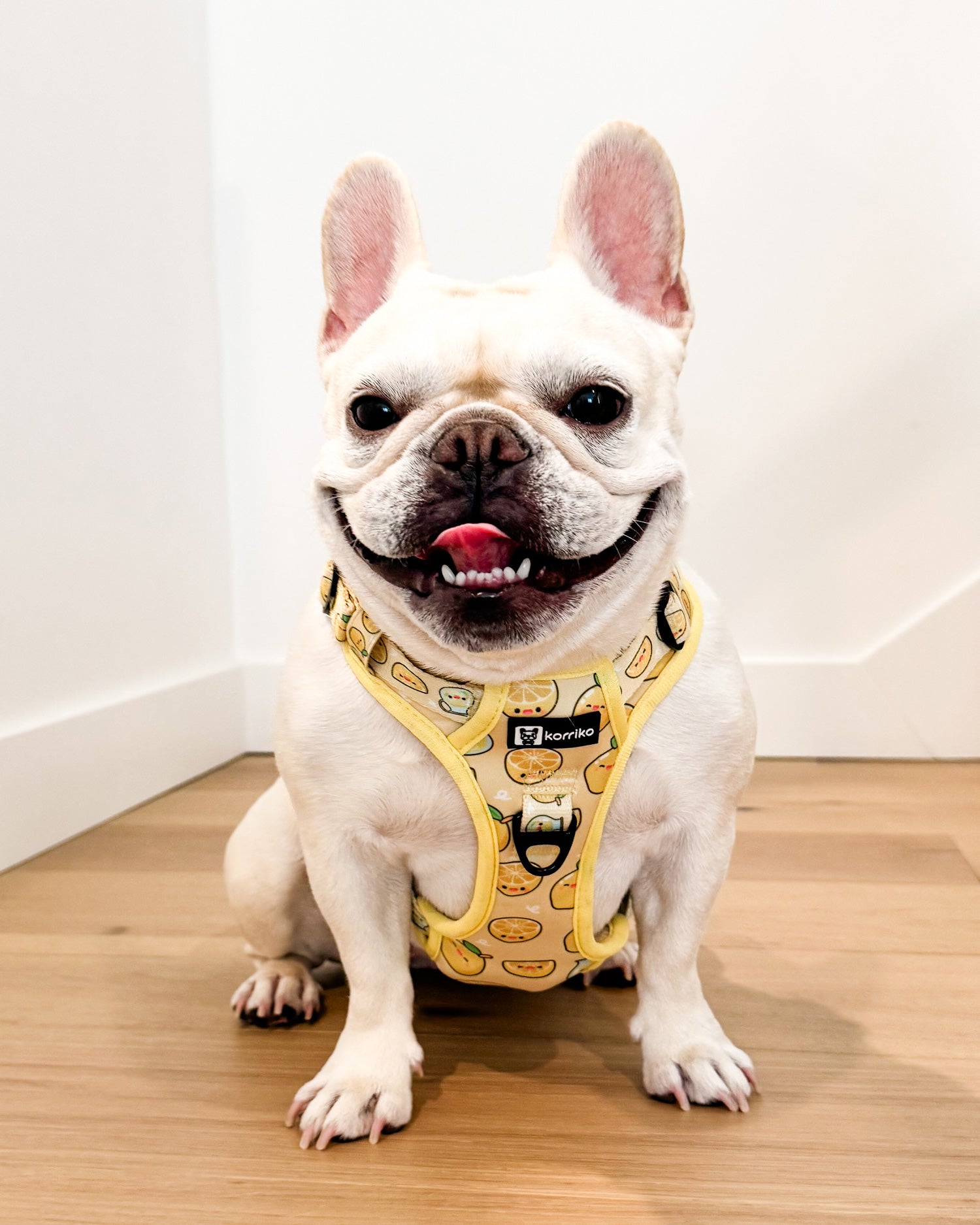 Essential Exploration No-Pull Harness Walk Set - Lemonade (3-Piece)