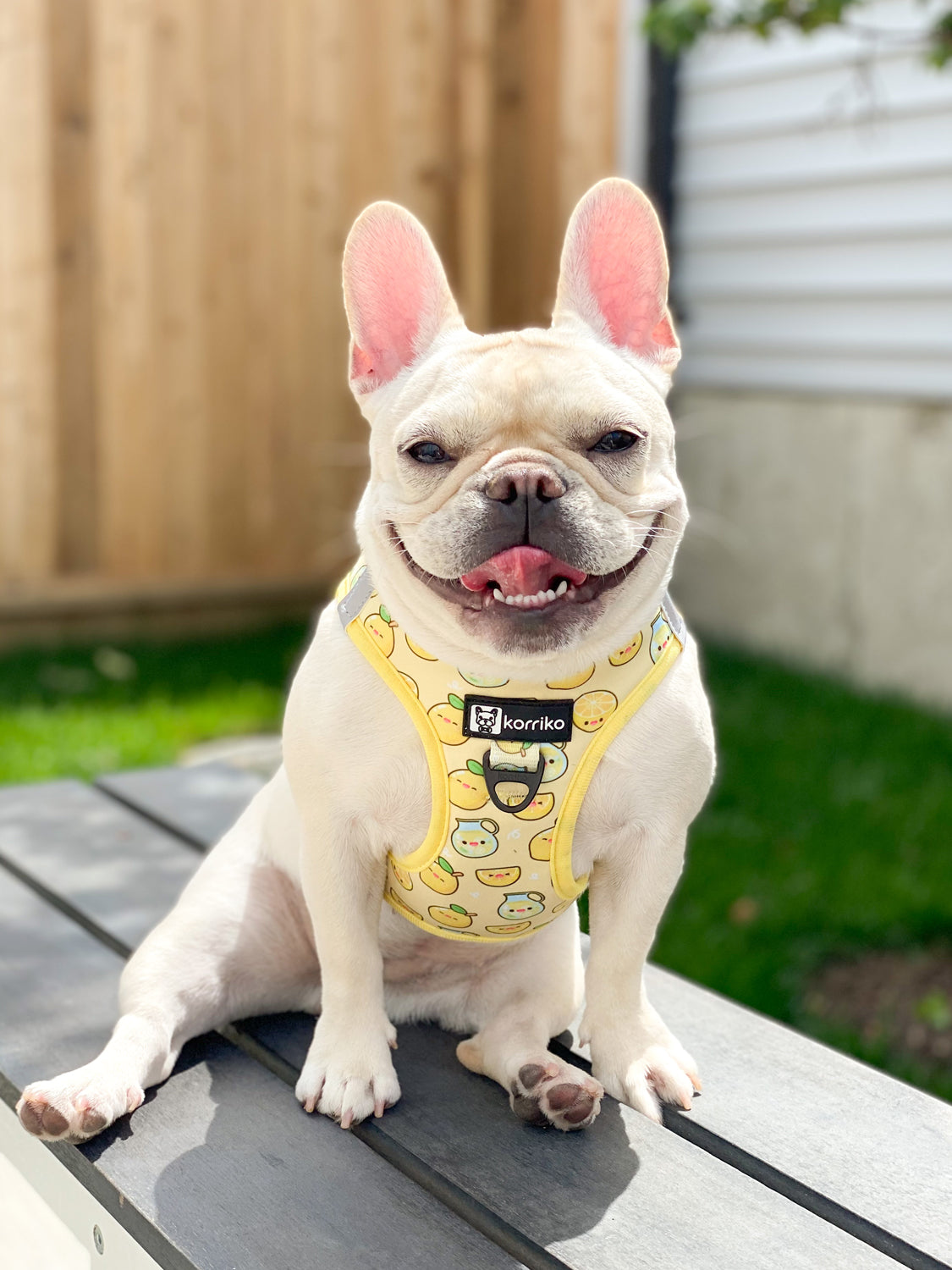 Essential Step-In Harness Walk Set - Lemonade (3-Piece)