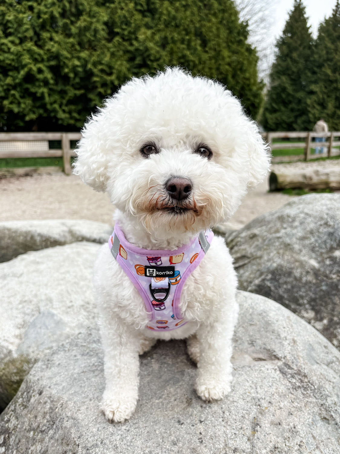 Essential Step-In Harness Walk Set - Peanut Butter Jelly (3-Piece)