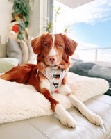 Essential Exploration No-Pull Harness Walk Set - Pizza (3-Piece)