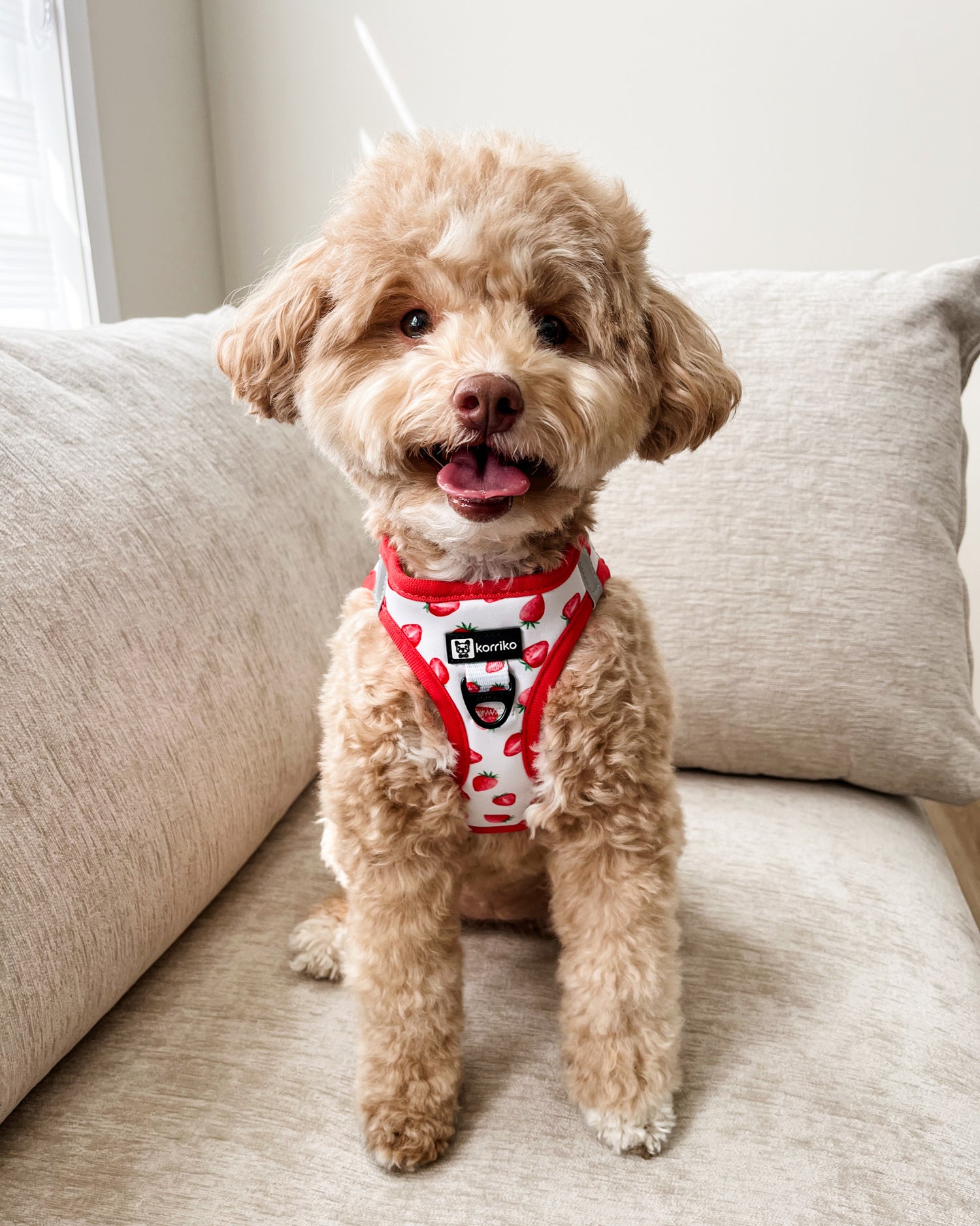 Essential Step-In Harness Walk Set - Strawberries & Cream (3-Piece)