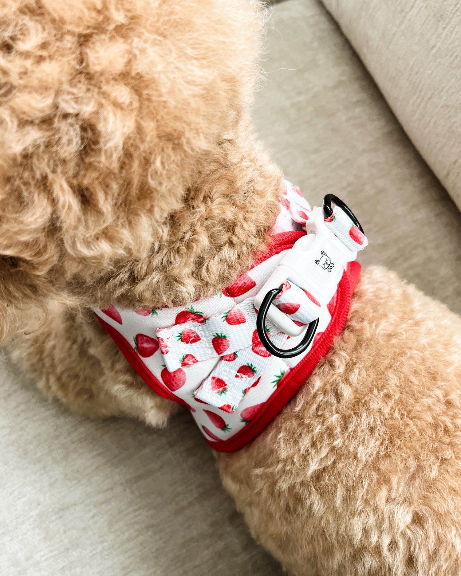Essential Step-In Harness Walk Set - Strawberries & Cream (3-Piece)