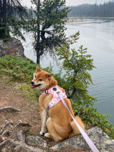 Essential Exploration No-Pull Harness Walk Set - Taro Milk Tea (3-Piece)