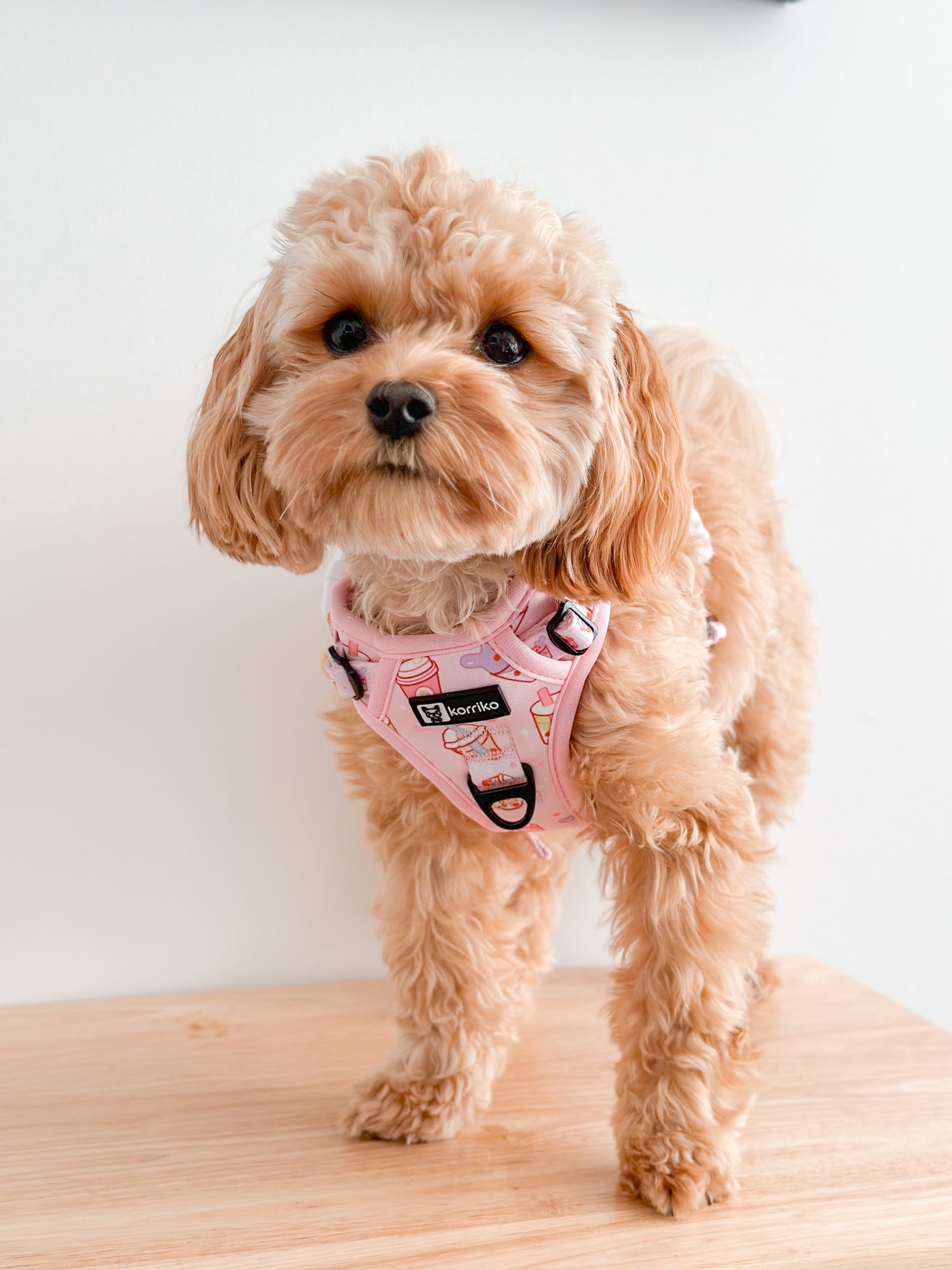 Essential Exploration No-Pull Harness Walk Set - Taro Milk Tea (3-Piece)