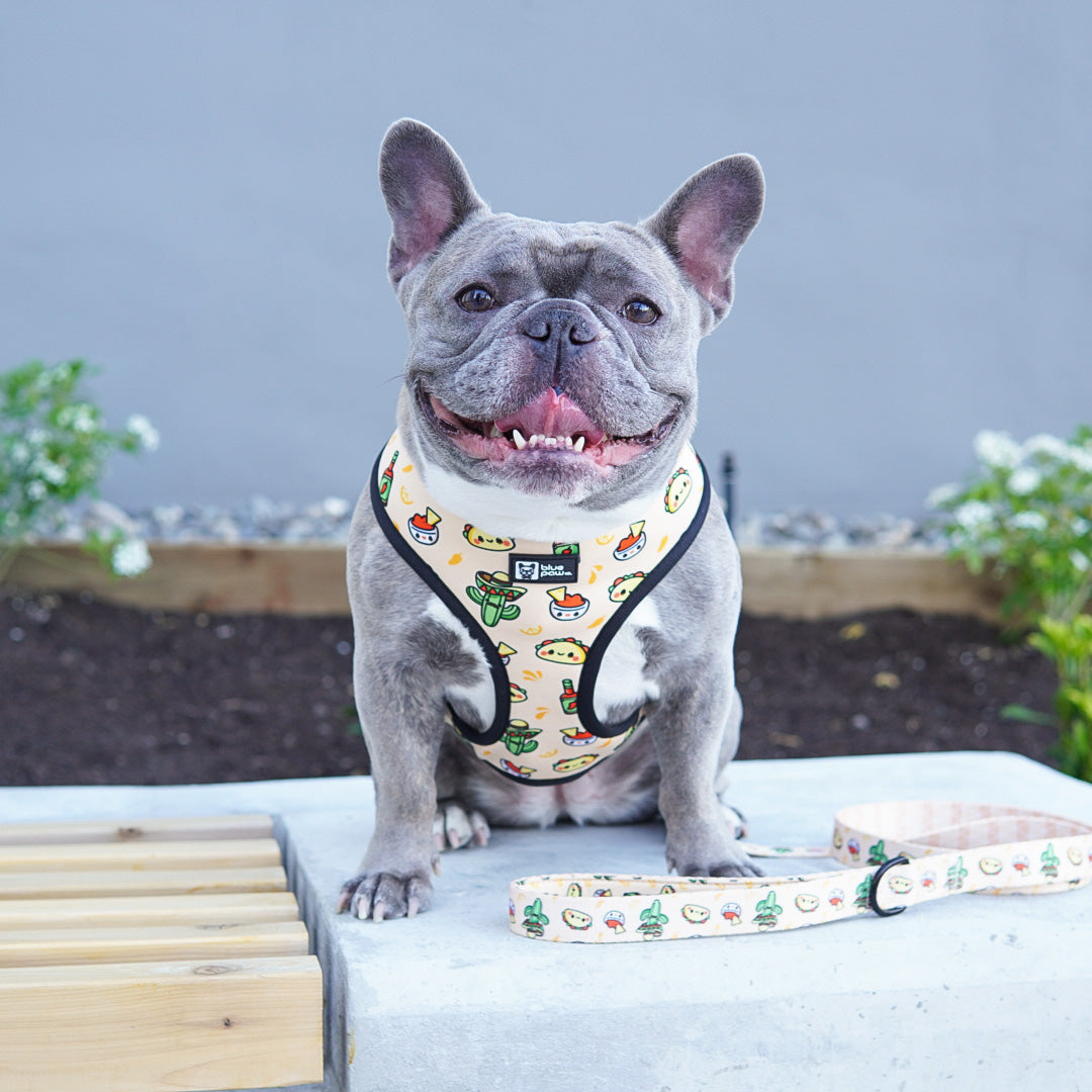 Reversible Dog Harness - Taco Fiesta (Blue Paw Co. - FINAL SALE)
