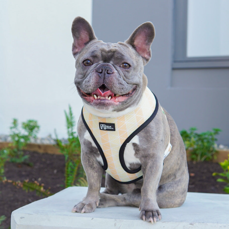Reversible Dog Harness - Taco Fiesta (Blue Paw Co. - FINAL SALE)