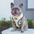 Reversible Dog Harness - Taco Fiesta (Blue Paw Co. - FINAL SALE)