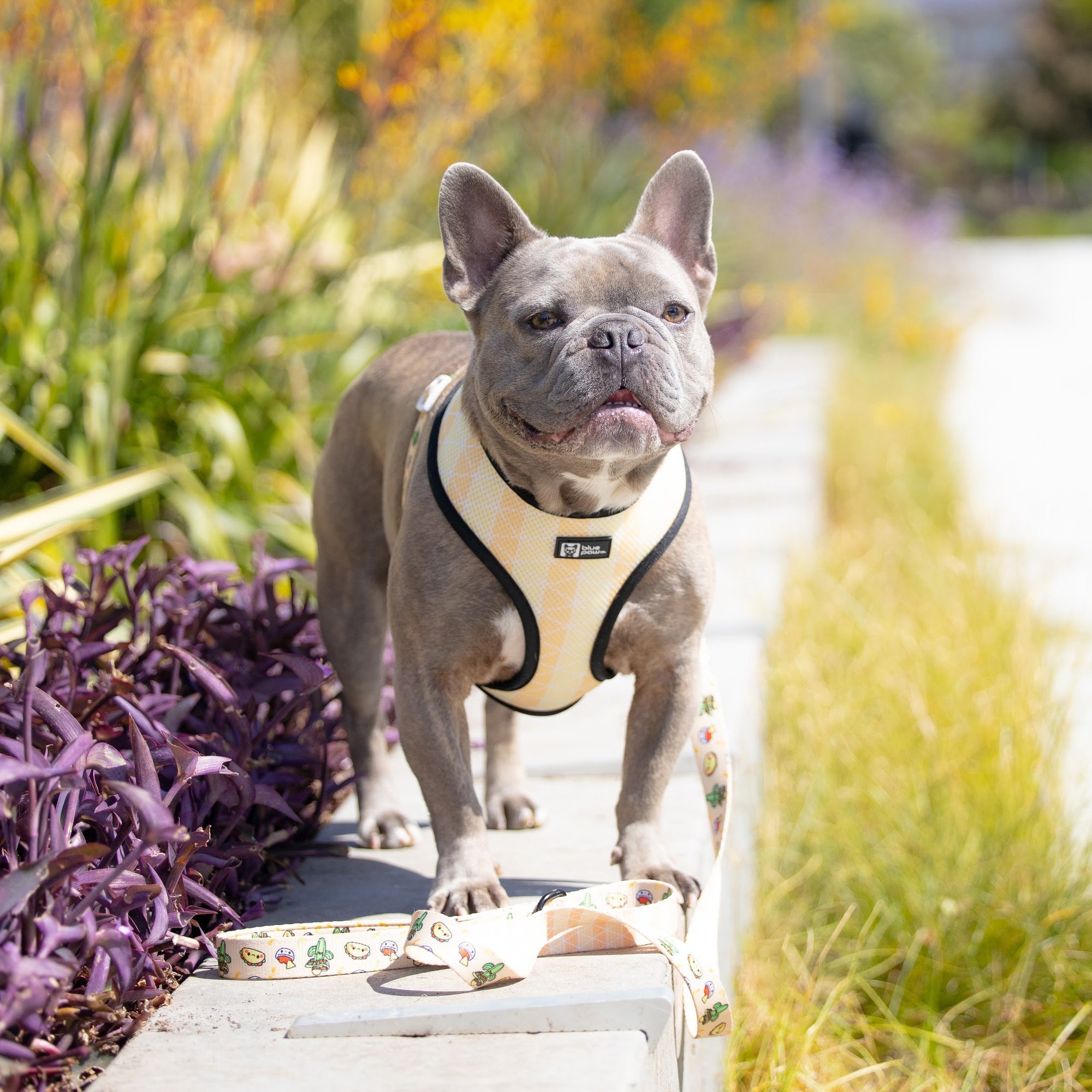 Reversible Dog Harness - Taco Fiesta (Blue Paw Co. - FINAL SALE)