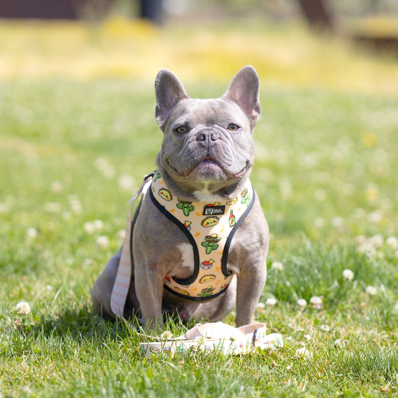 Reversible Dog Harness - Taco Fiesta (Blue Paw Co. - FINAL SALE)