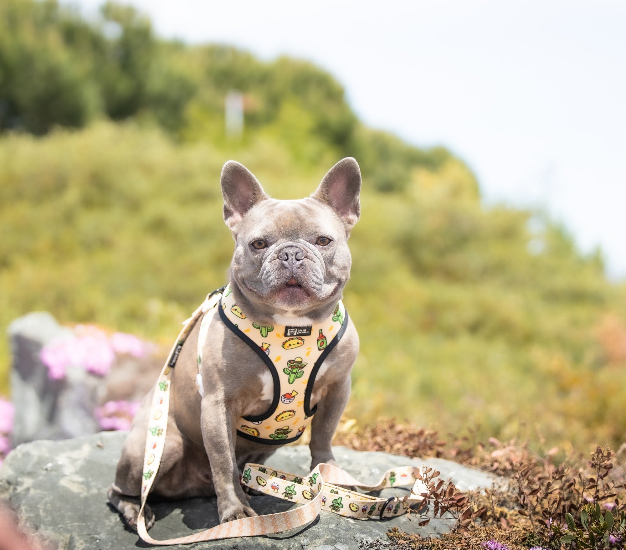 Reversible Dog Harness - Taco Fiesta (Blue Paw Co. - FINAL SALE)