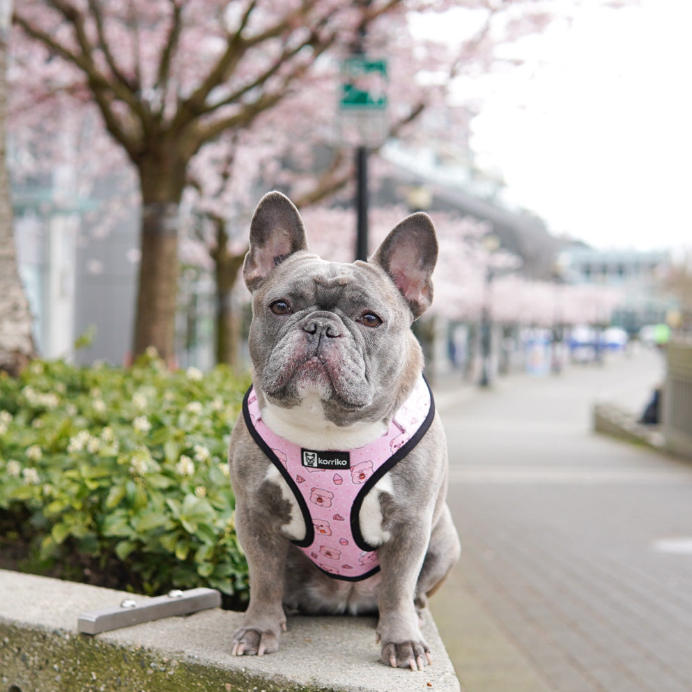 Adjustable Dog Harness - Piggin' Out