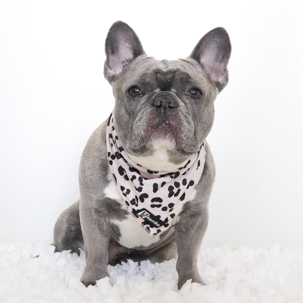 Cooling Dog Bandana - Leopard