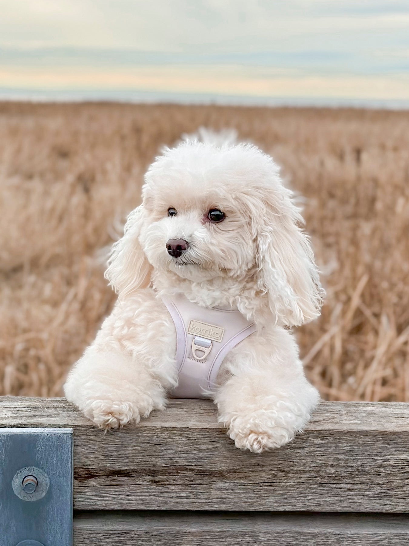 Step-In Dog Harness - Almond Nude