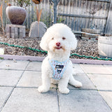 Essential Step-In Harness Walk Set - Boba (3-Piece)
