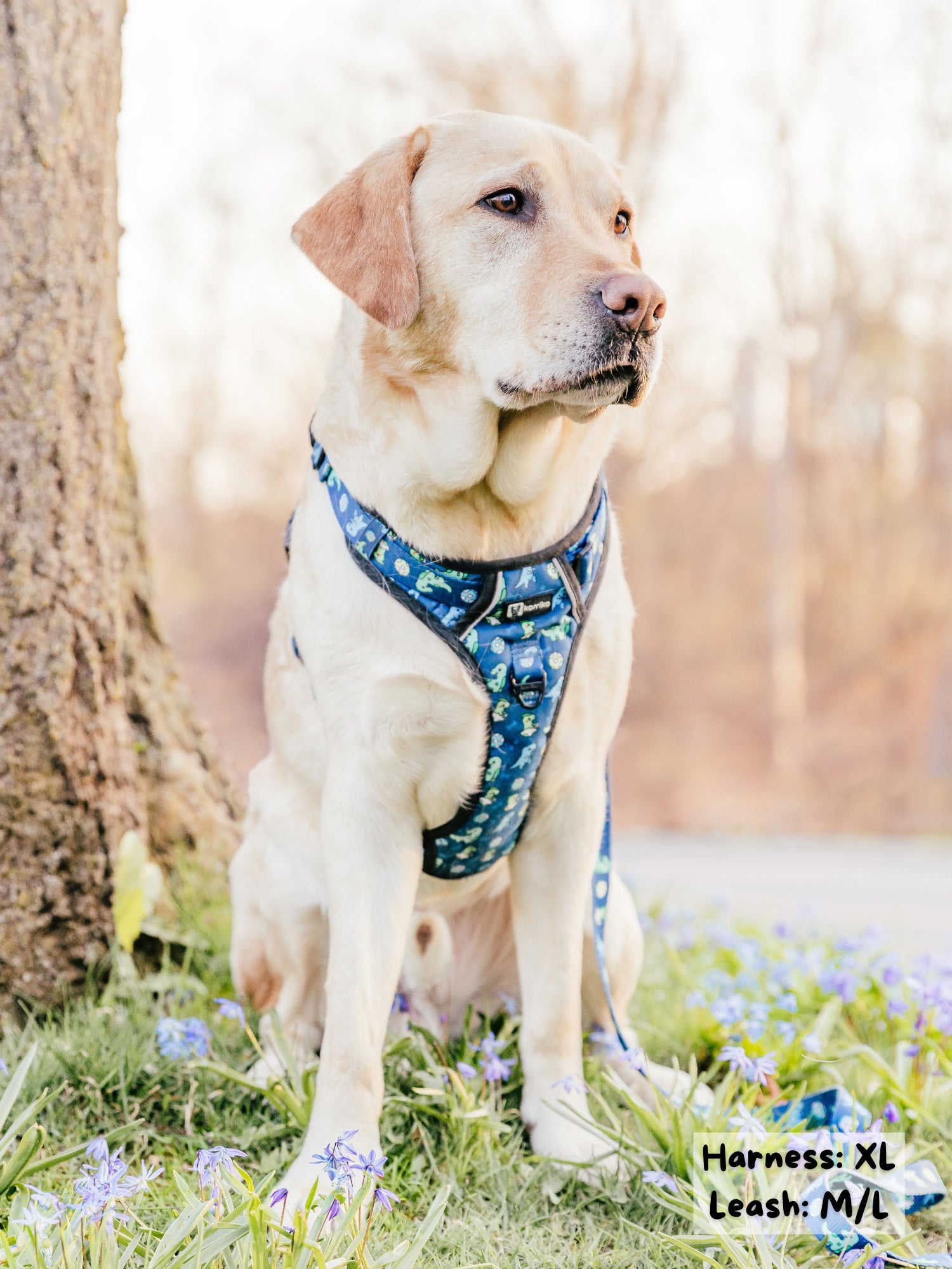 Essential Exploration No-Pull Harness Walk Set - Dino (3-Piece)