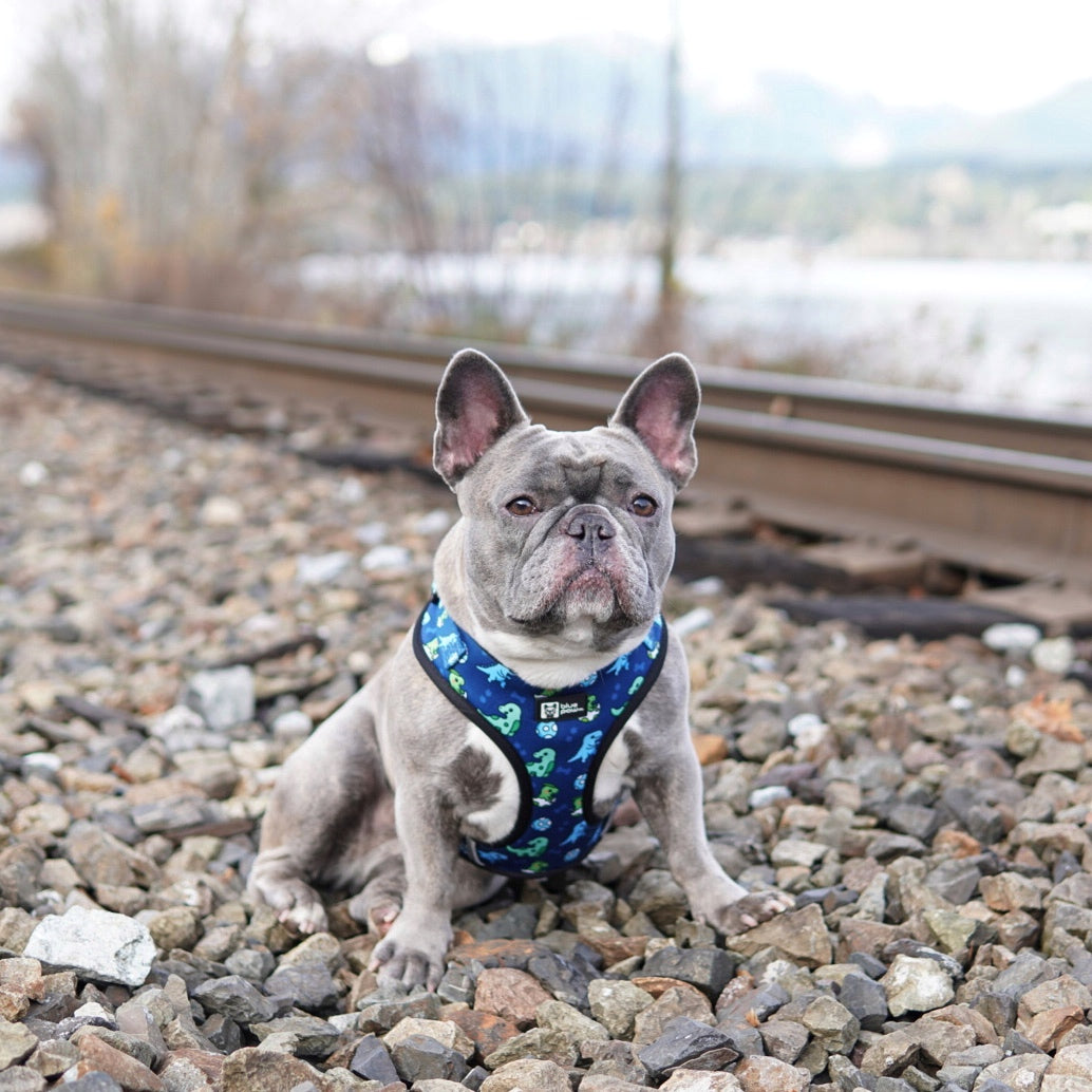 Adjustable Dog Harness - Dino (Blue Paw Co. - FINAL SALE)