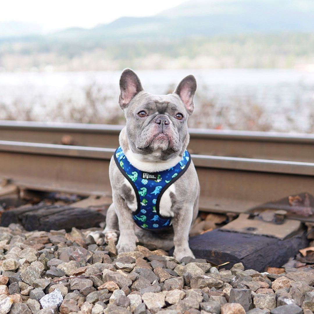 Adjustable Dog Harness - Dino (Blue Paw Co. - FINAL SALE)