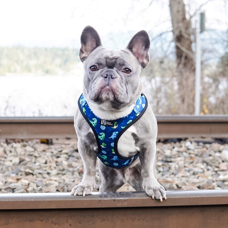 Adjustable Dog Harness - Dino (Blue Paw Co. - FINAL SALE)
