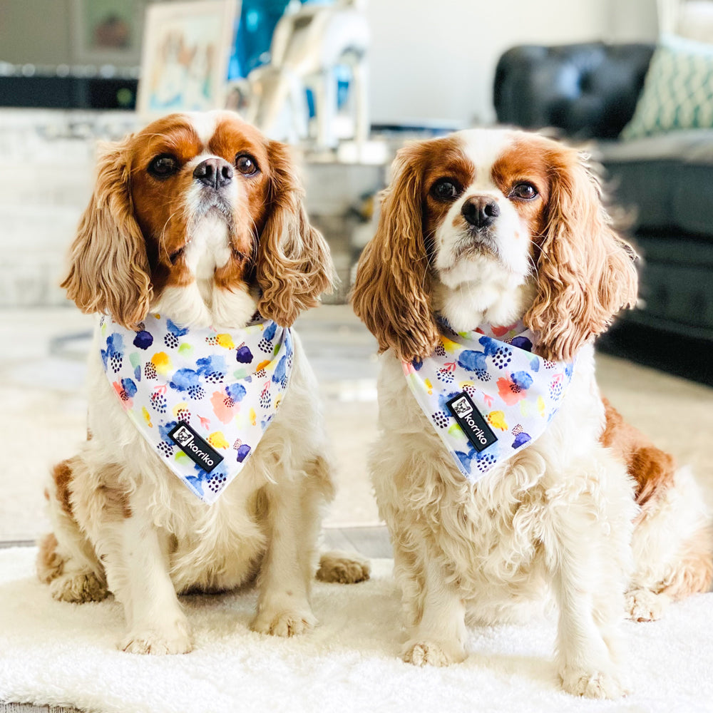 Cooling Dog Bandana - Spring Showers (Final Sale)