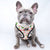 Reversible Dog Harness - Cheat Day (Blue Paw Co. - FINAL SALE)