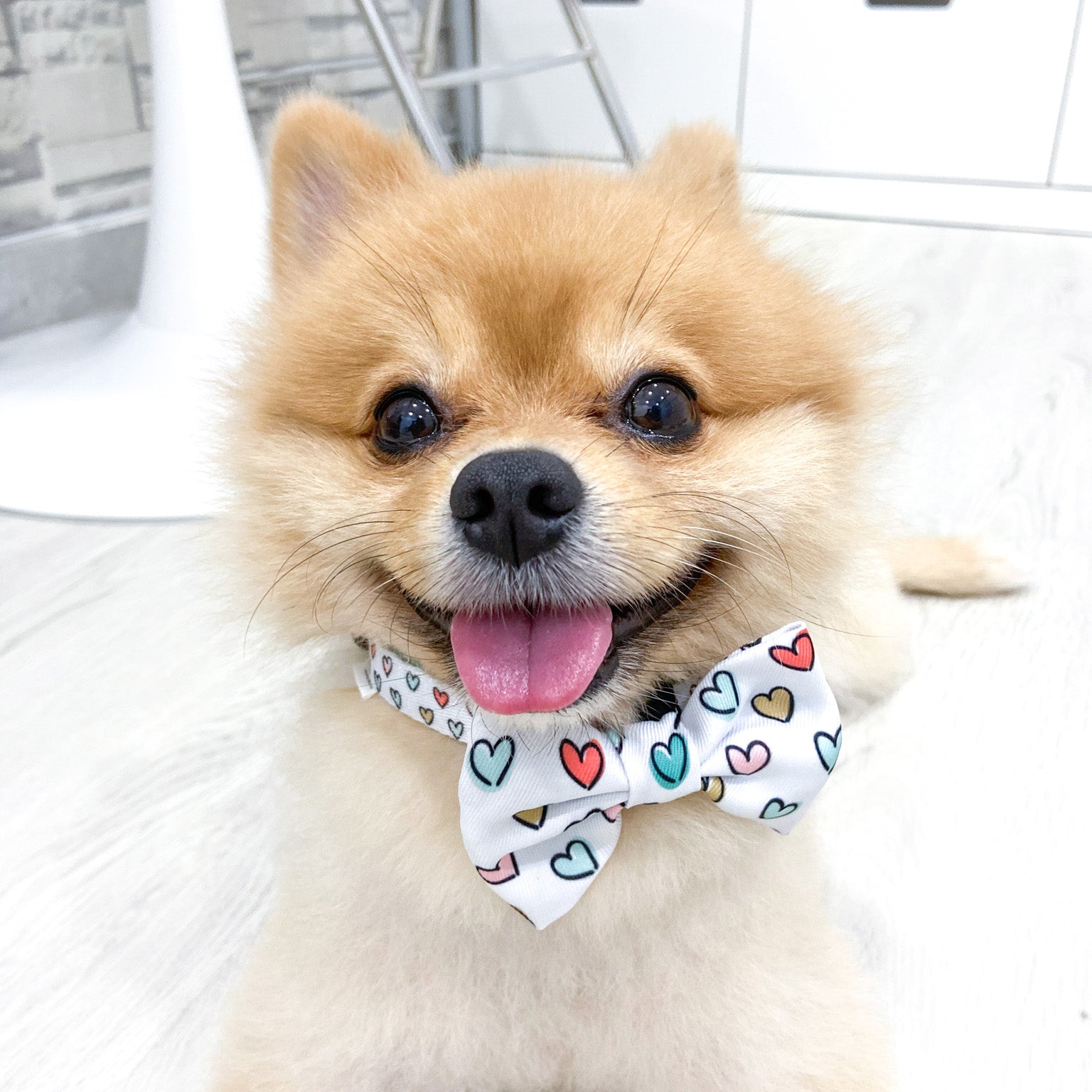 Dog Collar - Feel The Love (Final Sale)