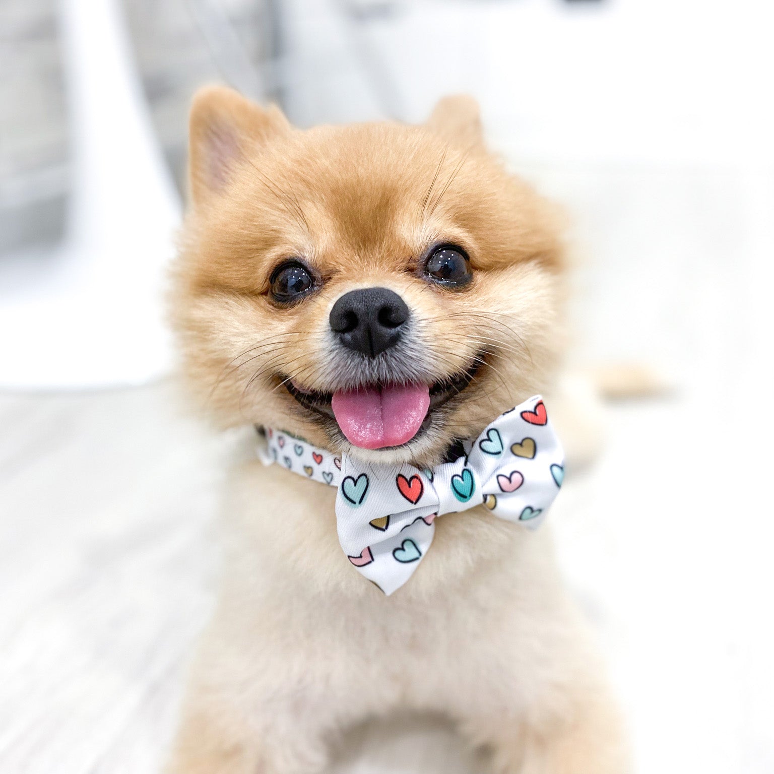 Dog Collar - Feel The Love (Final Sale)