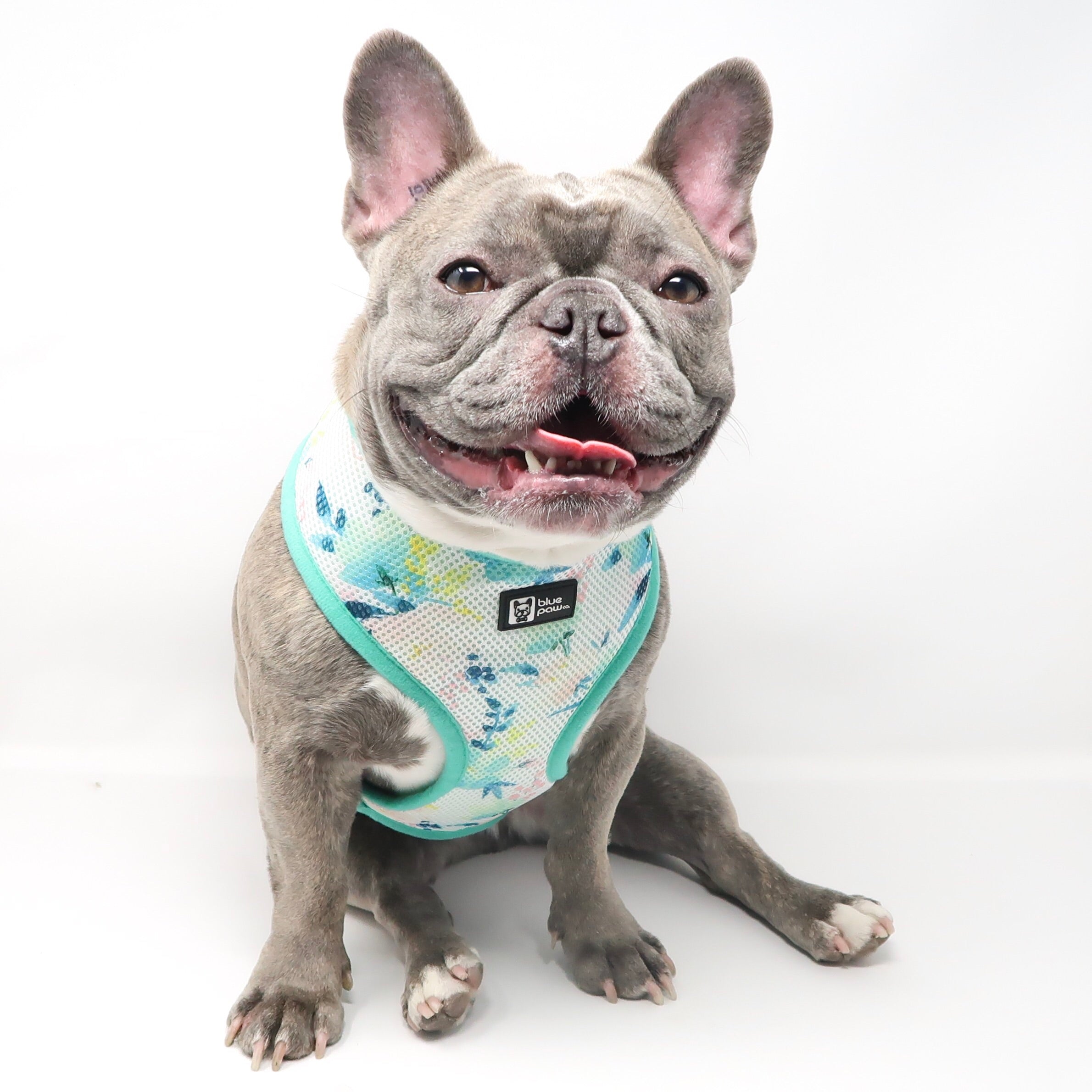 Classic Dog Harness - Sweet & Simple (Blue Paw Co. - FINAL SALE)