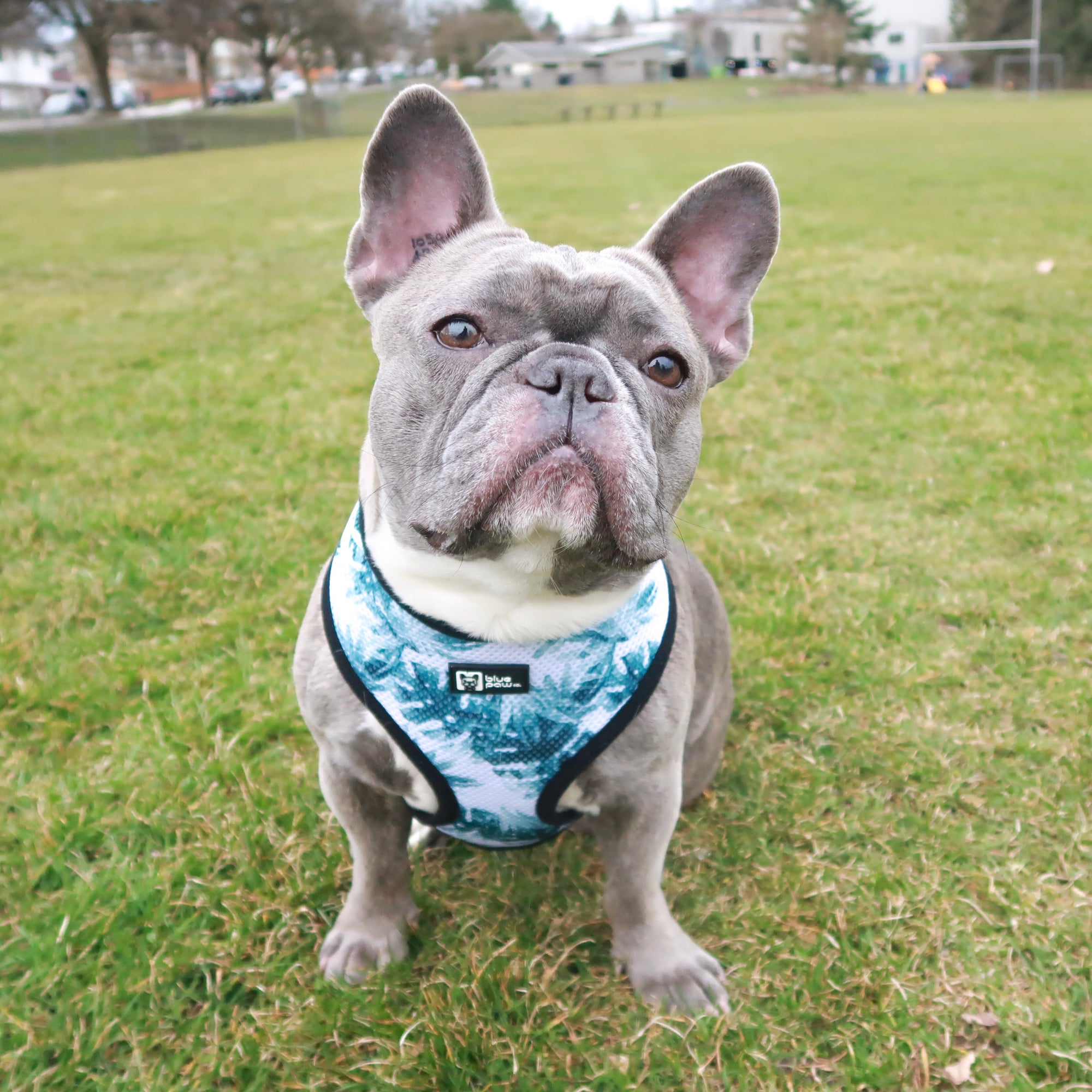 Classic Dog Harness - Posh Palms (Blue Paw Co. - FINAL SALE)