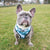 Classic Dog Harness - Posh Palms (Blue Paw Co. - FINAL SALE)