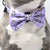 Dog Bow Tie - Frosty Feet (Blue Paw Co. - FINAL SALE)