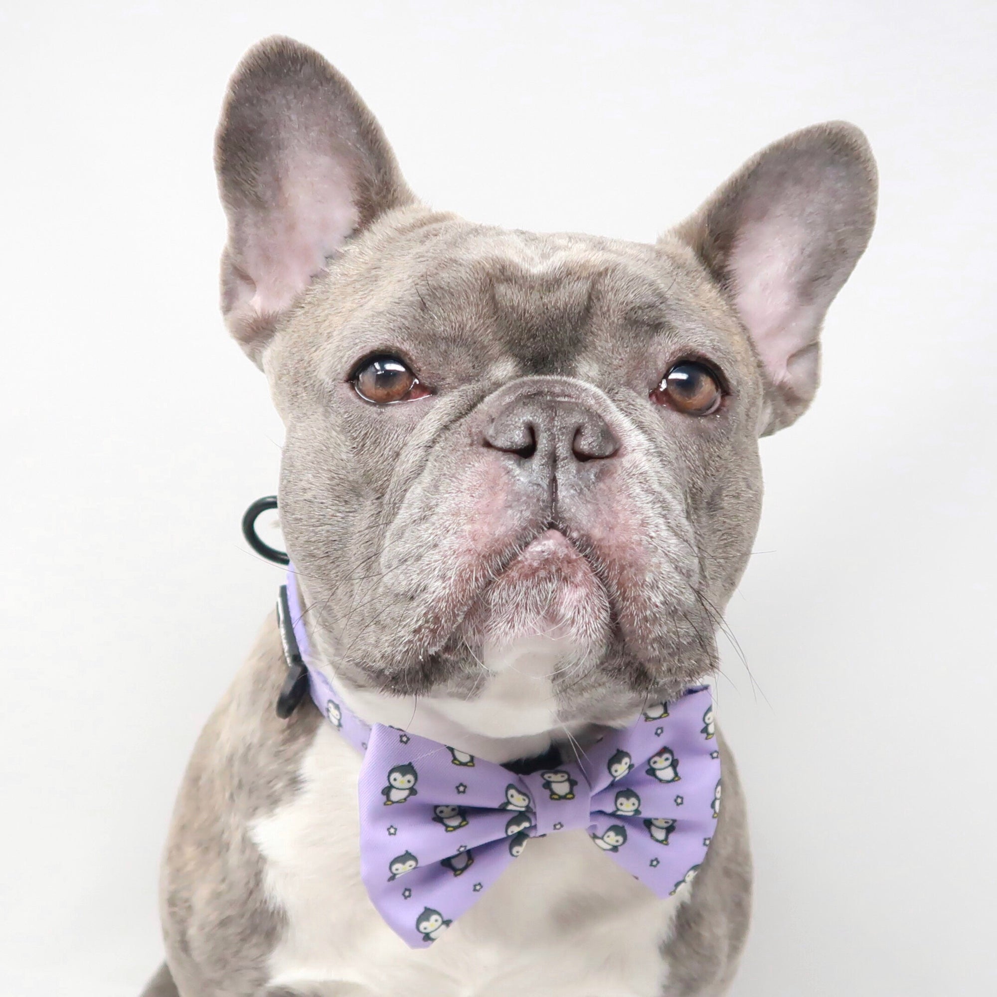 Dog Bow Tie - Frosty Feet (Blue Paw Co. - FINAL SALE)
