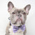 Dog Bow Tie - Frosty Feet (Blue Paw Co. - FINAL SALE)