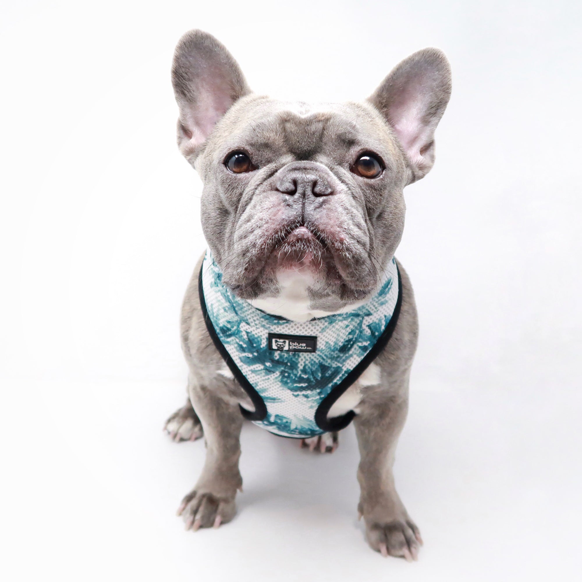 Classic Dog Harness - Posh Palms (Blue Paw Co. - FINAL SALE)