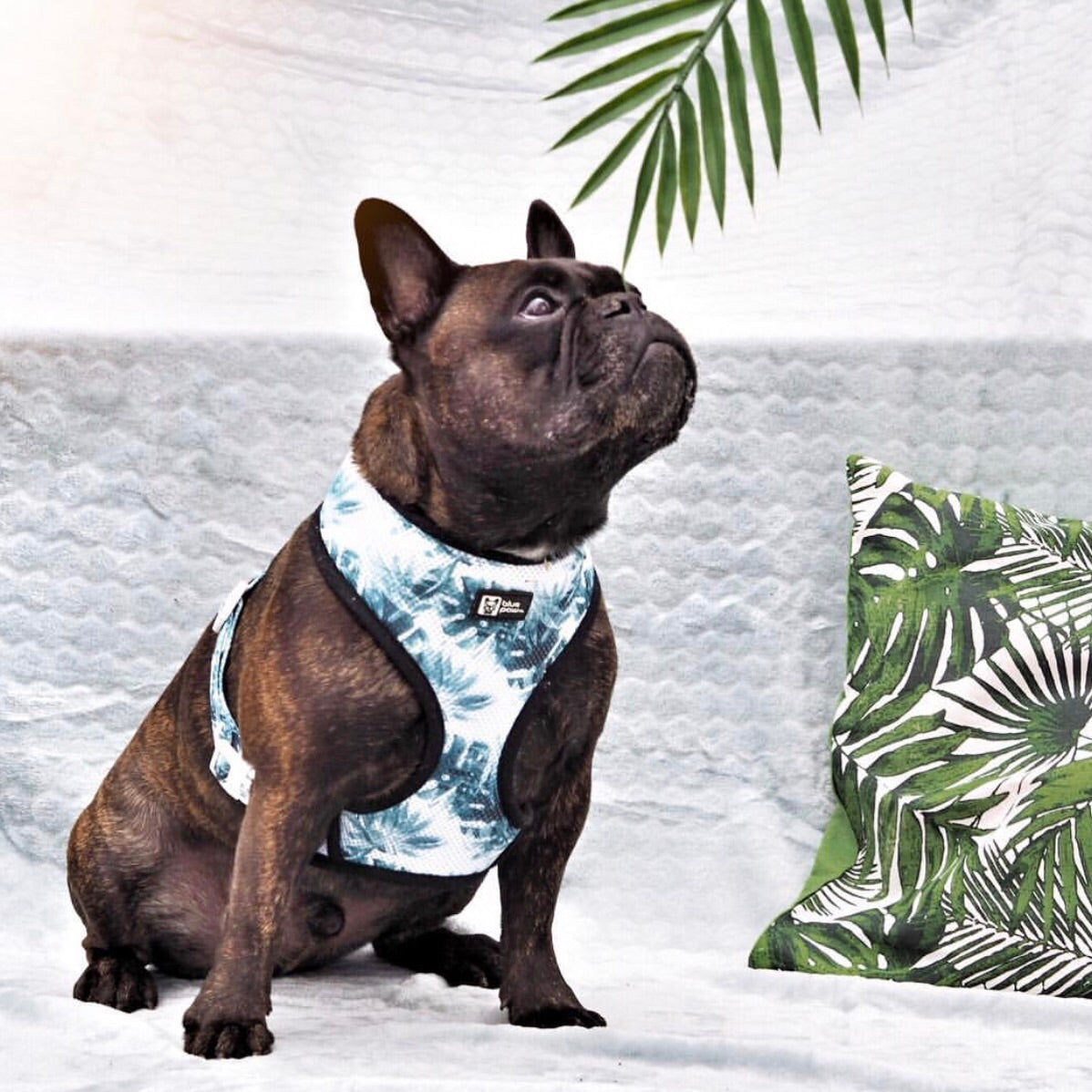 Classic Dog Harness - Posh Palms (Blue Paw Co. - FINAL SALE)