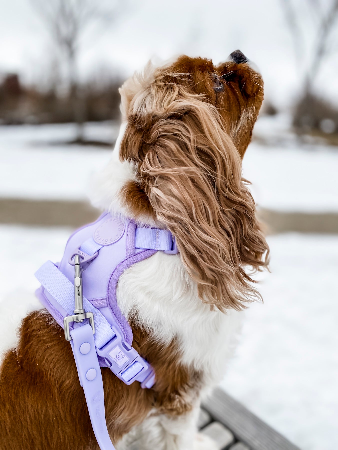 Exploration Lite No-Pull Dog Harness - Lilac